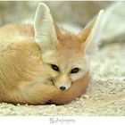 Fennecus zerda