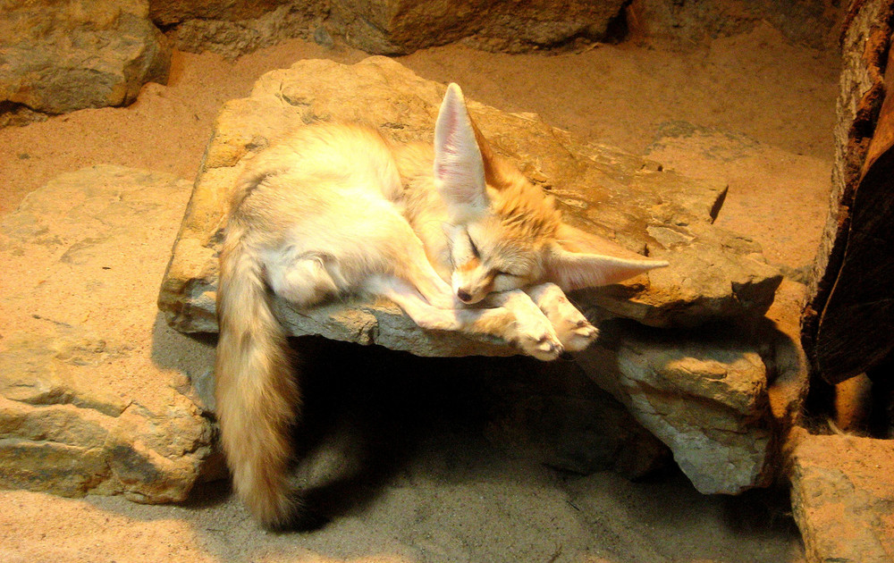 Fennecus zerda alias "Wüstenfuchs"