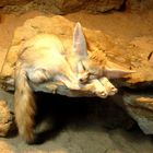 Fennecus zerda alias "Wüstenfuchs"