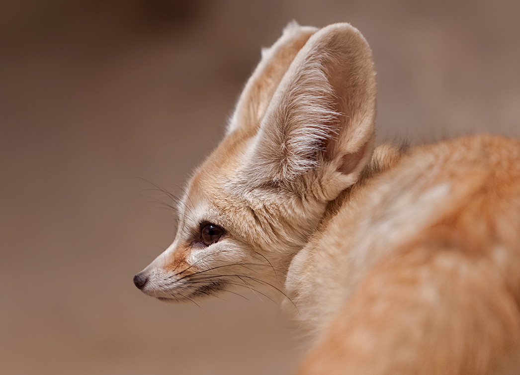 Fennek Foto & Bild | tiere, zoo, wildpark & falknerei, säugetiere ...