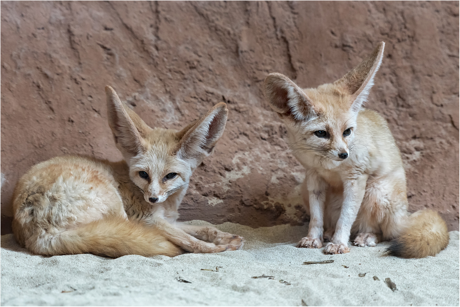 Fennek Foto & Bild | natur, porträt, zoo Bilder auf fotocommunity