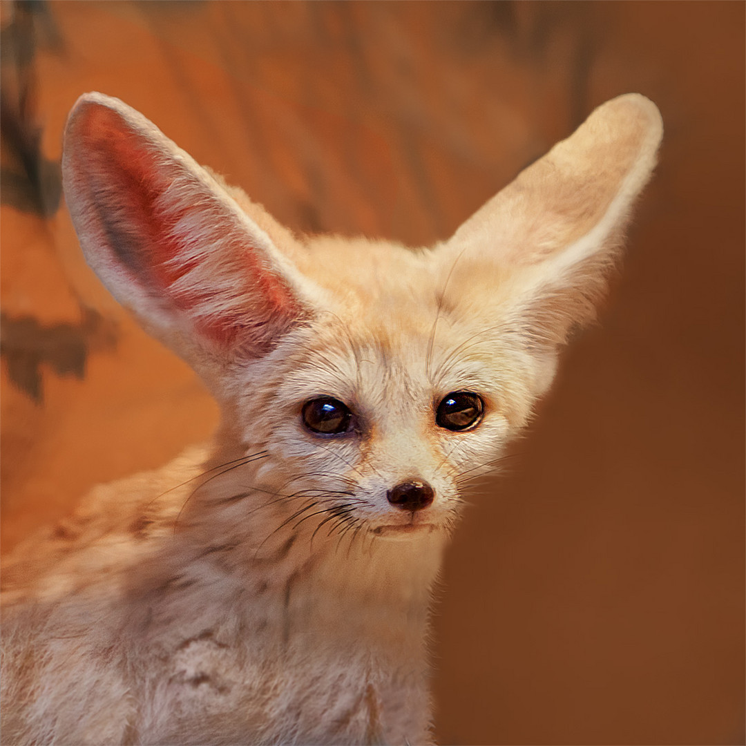 Fennek Foto & Bild | tiere, zoo, wildpark & falknerei, säugetiere ...