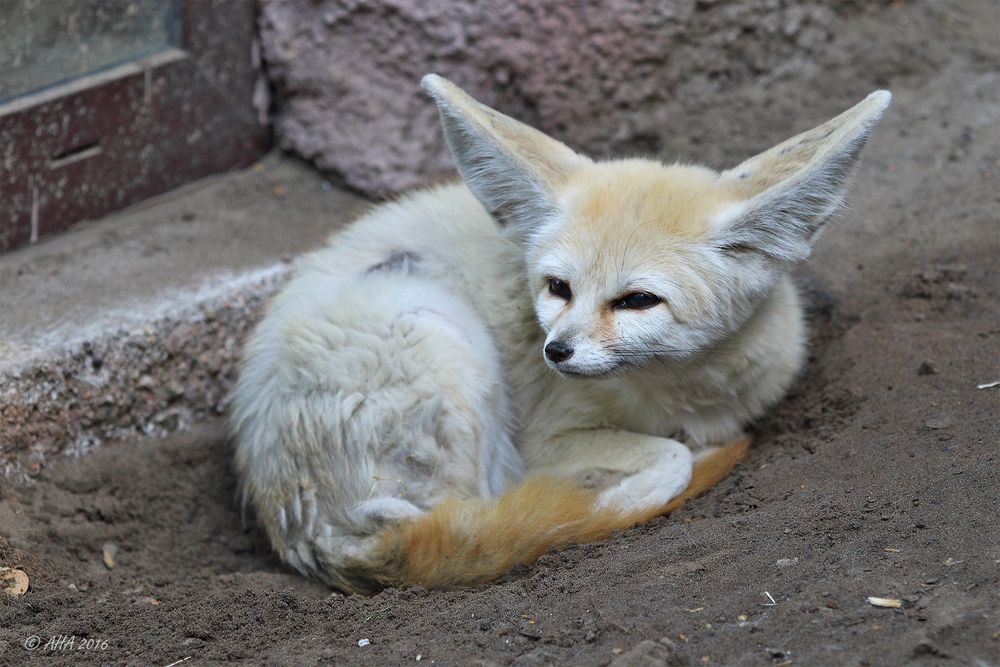 Fennek der Wüstenfuchs