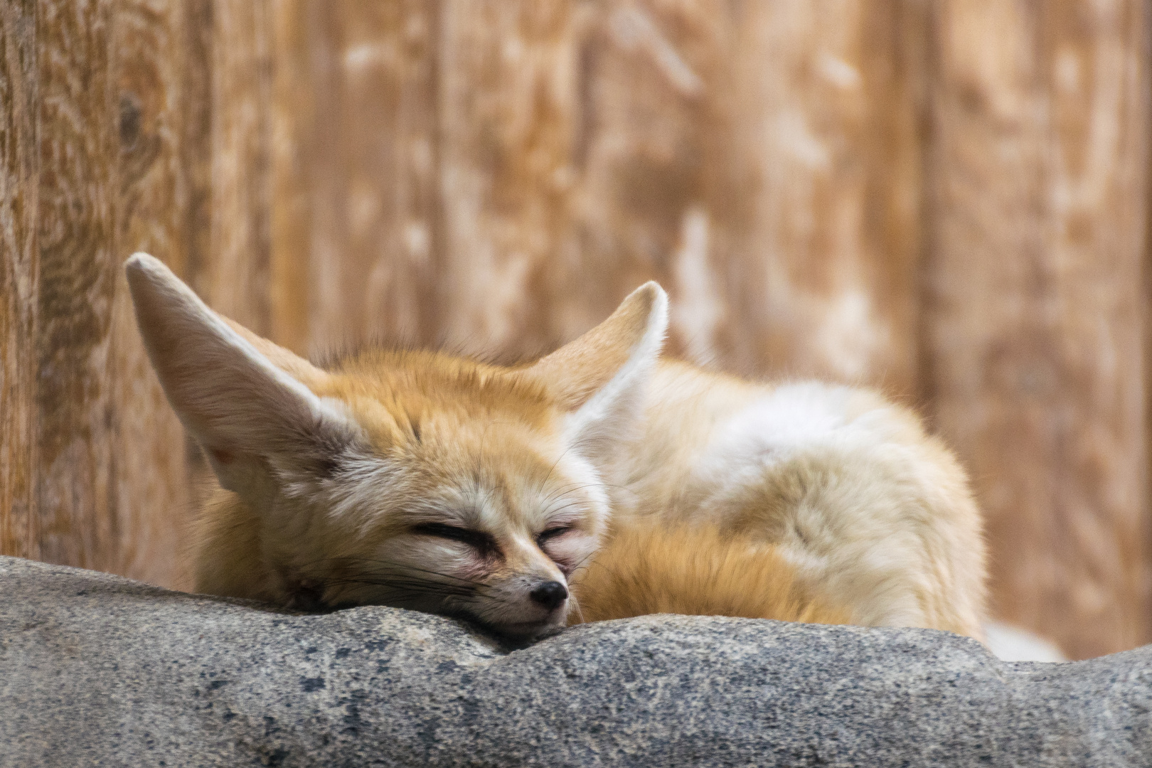  Fennek oder Wüstenfuchs 