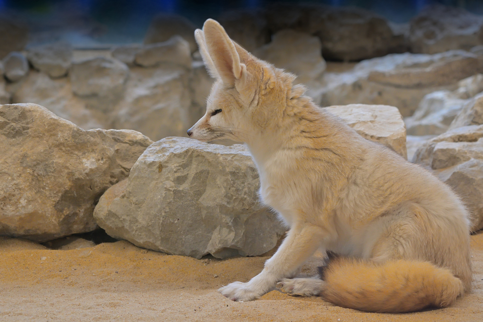 Fennek (Wüstenfuchs)