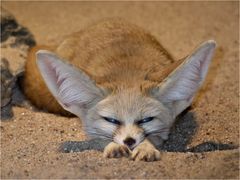 FENNEK - Wüstenfuchs