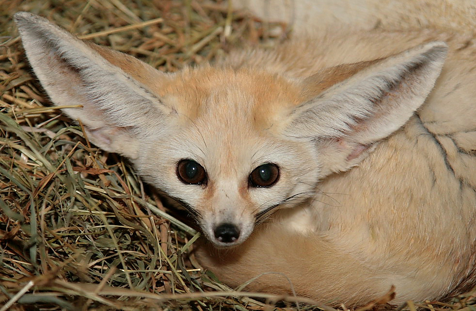 fennek-wüstenfuchs