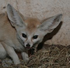 fennek-wüstenfuchs