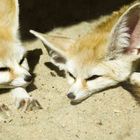 Fenneks in der Sonne