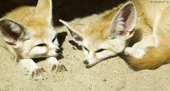 Fenneks in der Sonne