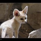 Fennekwelpe