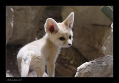 Fennekwelpe