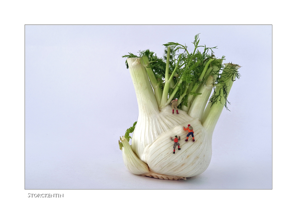 fennel climbing