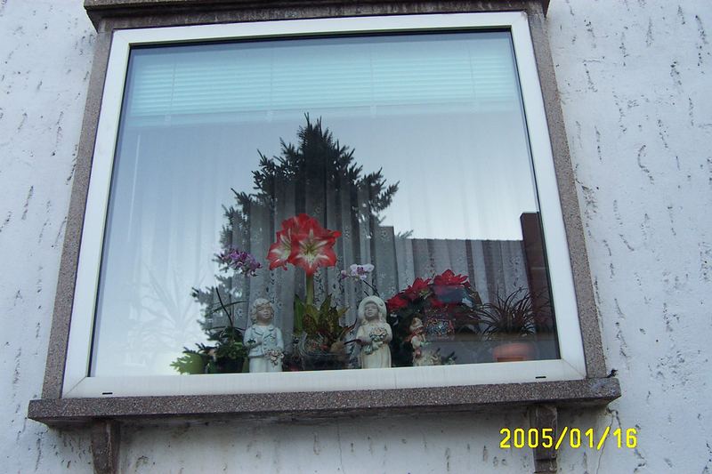 Fenster, Blume, Baum