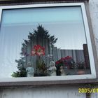 Fenster, Blume, Baum