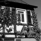 Fenster, Fachwerk, Wein, es herbstet.......