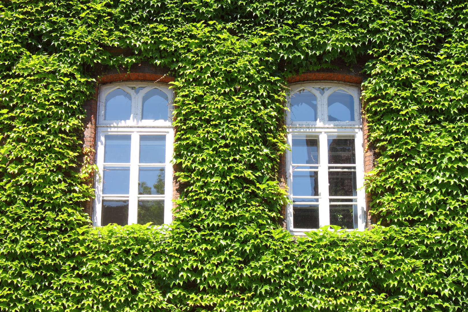 Fenster im Efeu