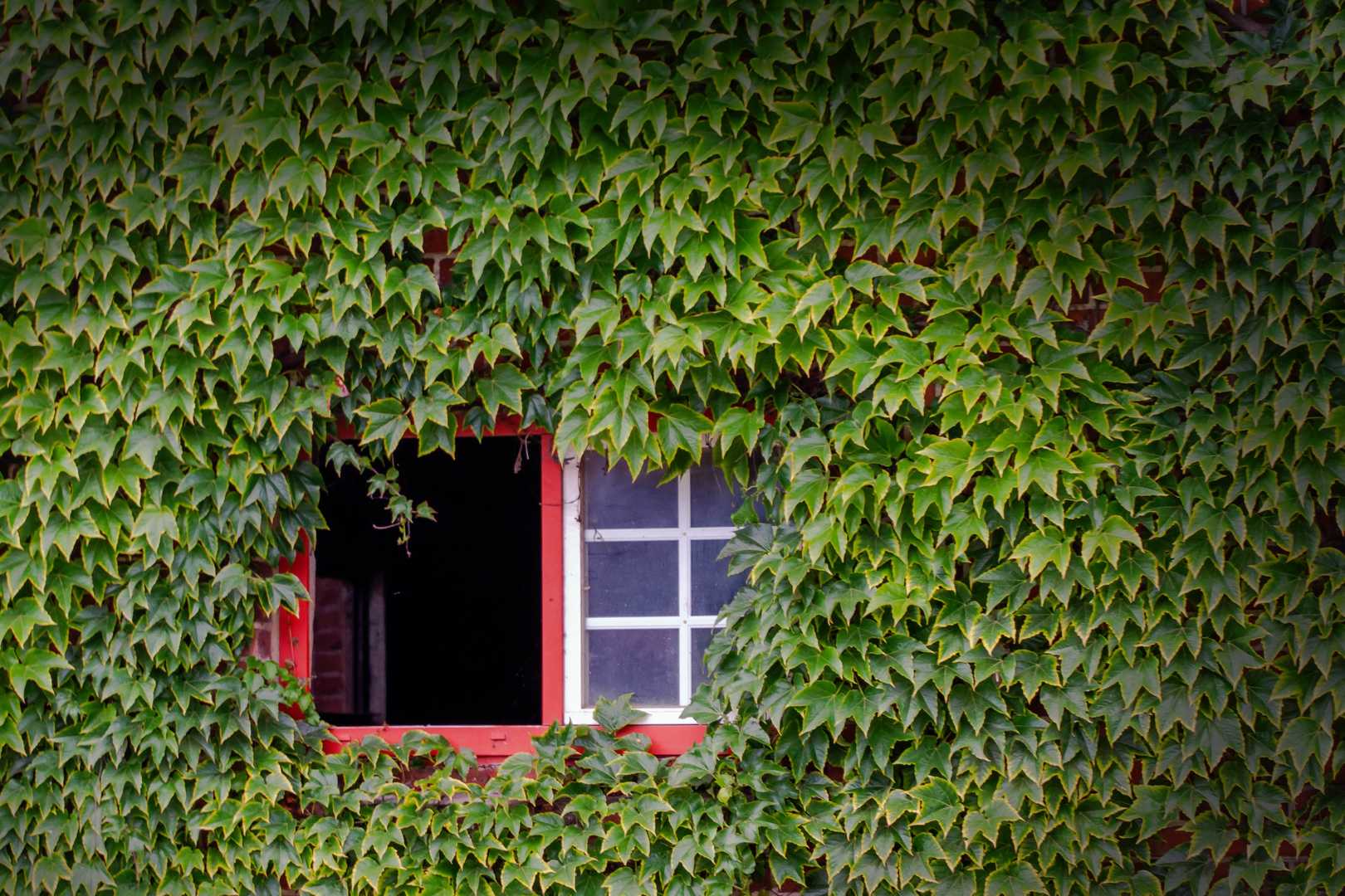 Fenster im Grünen