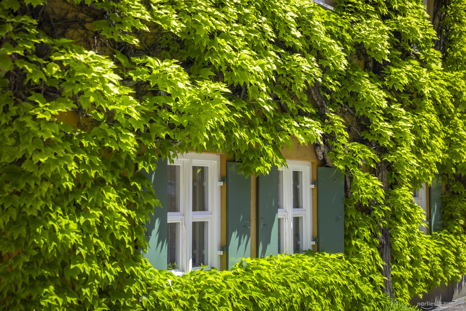 Fenster im Grünen