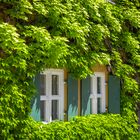 Fenster im Grünen