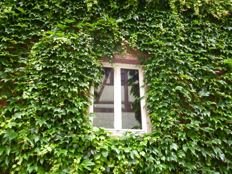 Fenster im Grünen