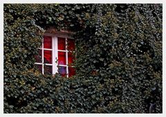 Fenster im Grünen