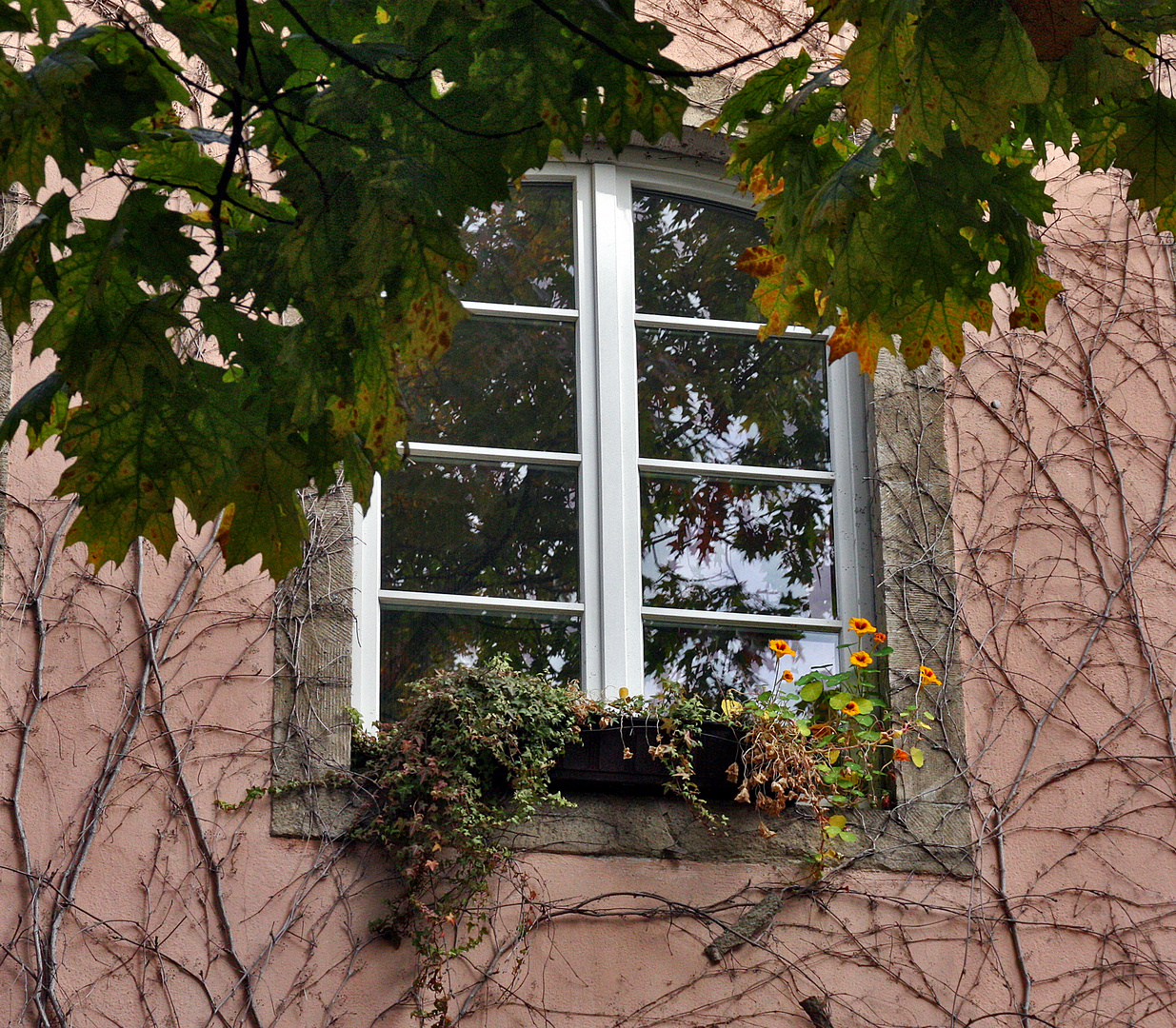 Fenster im Herbst...