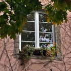 Fenster im Herbst...