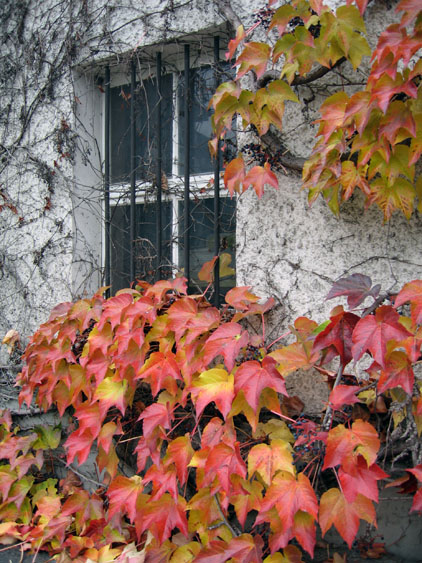 Fenster im Herbst II