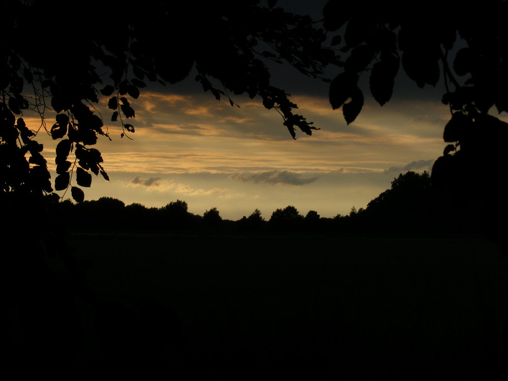 Fenster im Wald