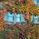 Fenster im Weinlaub