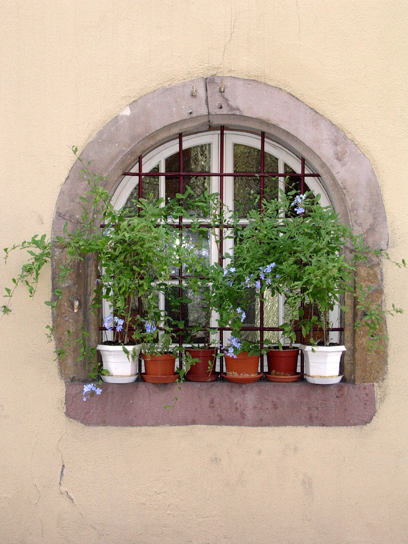 Fenster in Colmar