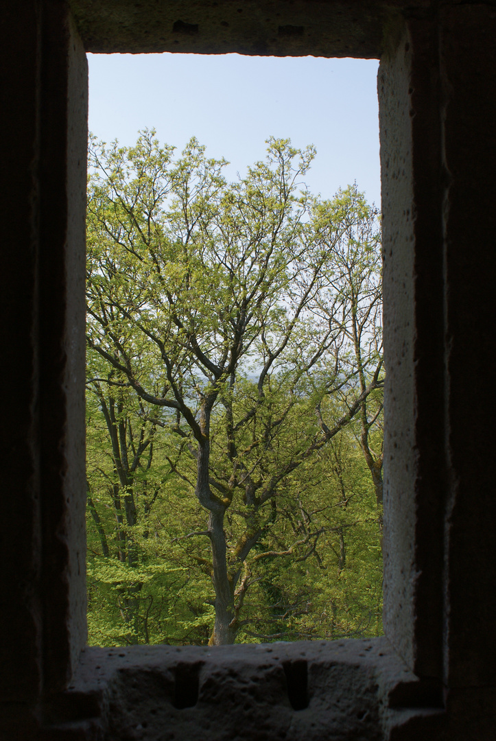 Fenster in die Natur