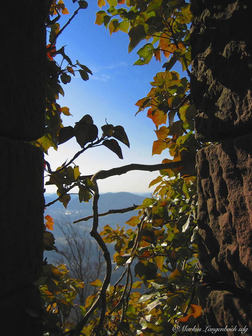 Fenster in die Pfalz