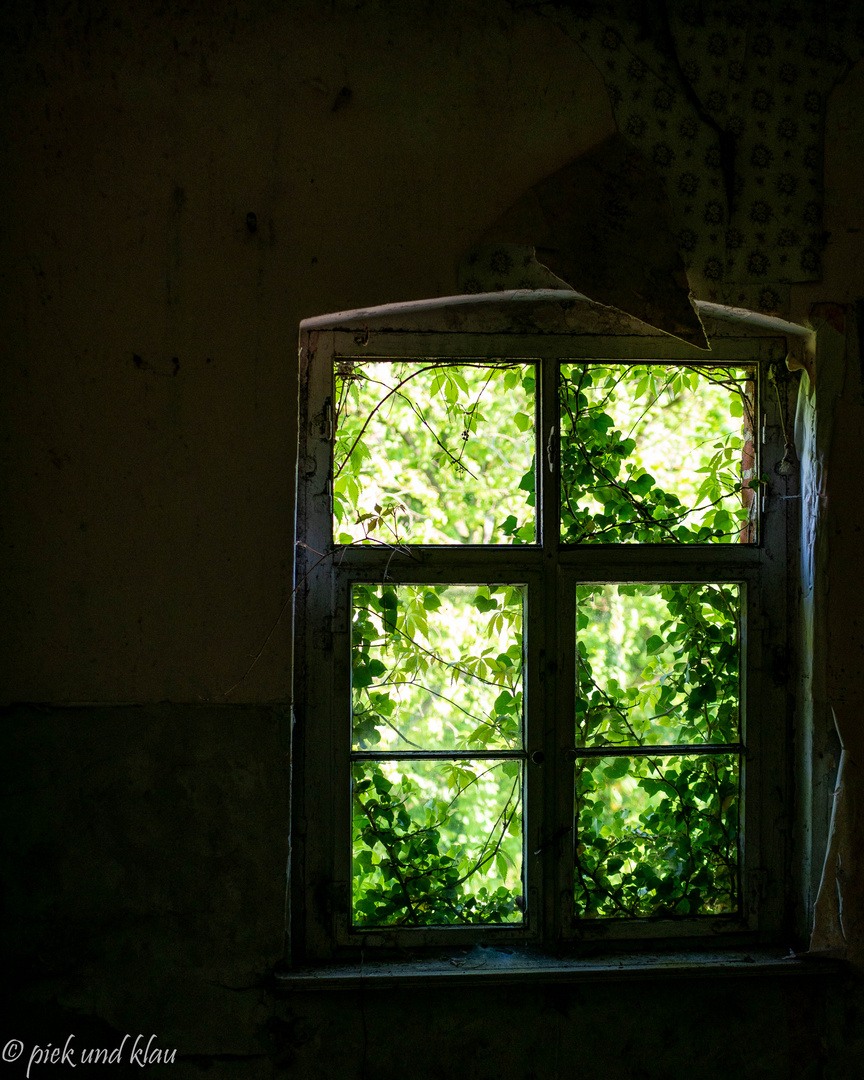 Fenster in Grün