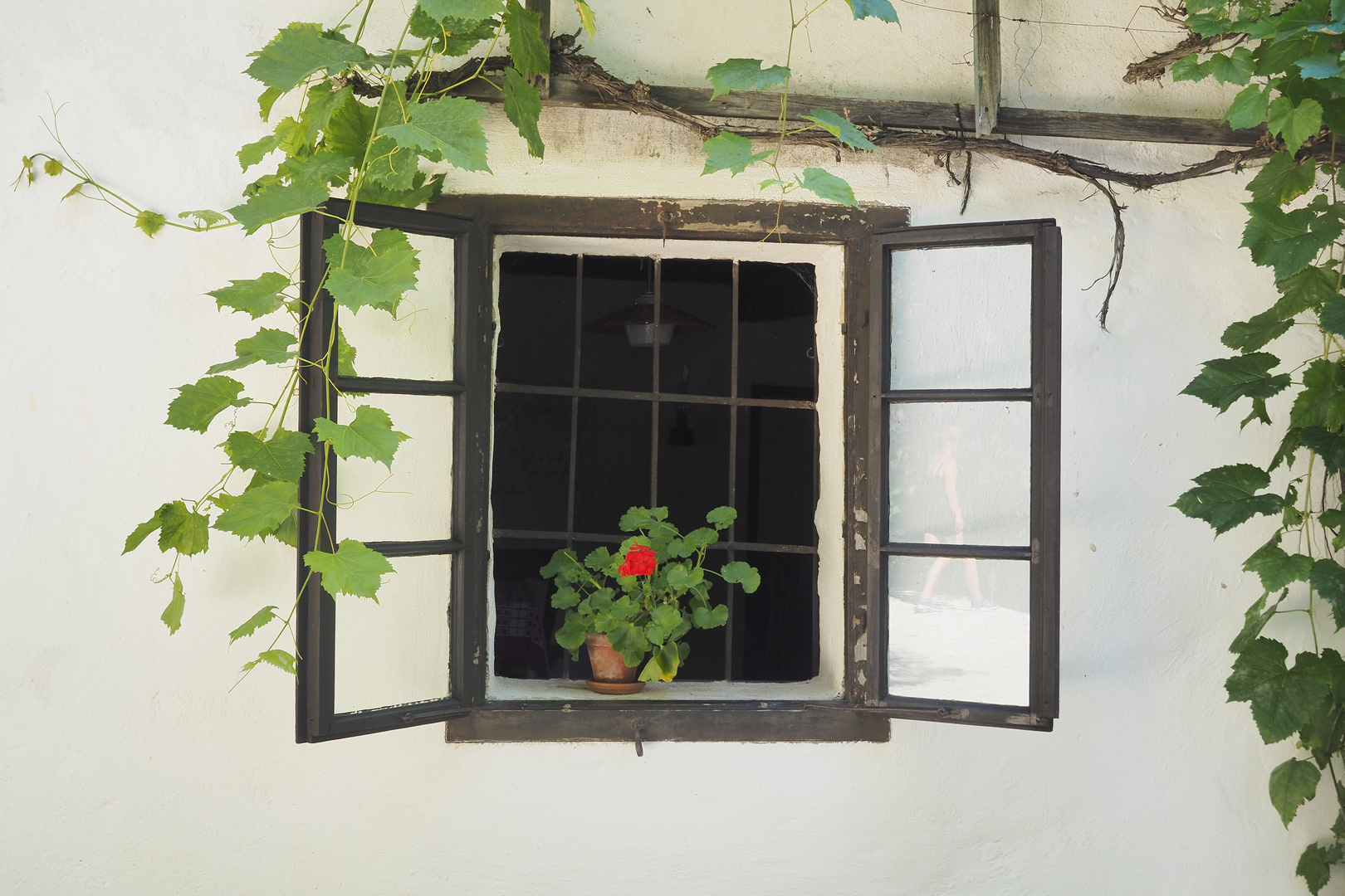 Fenster in Niedersulz mit Weinblättern