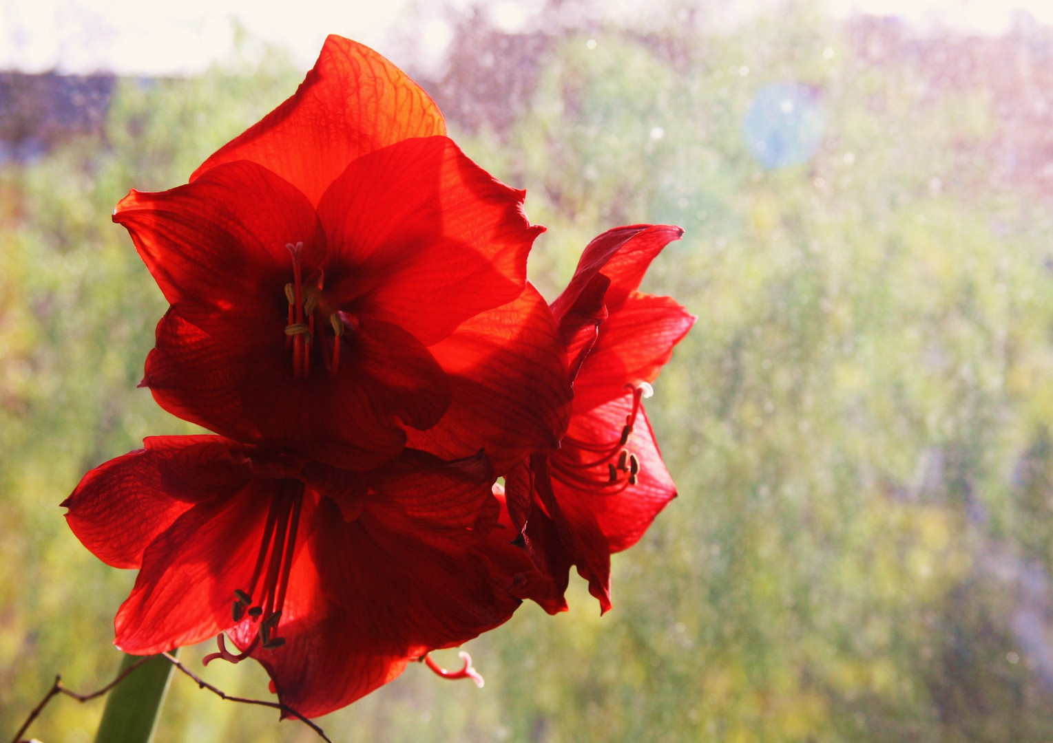 fenster mit amaryllis