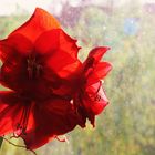 fenster mit amaryllis