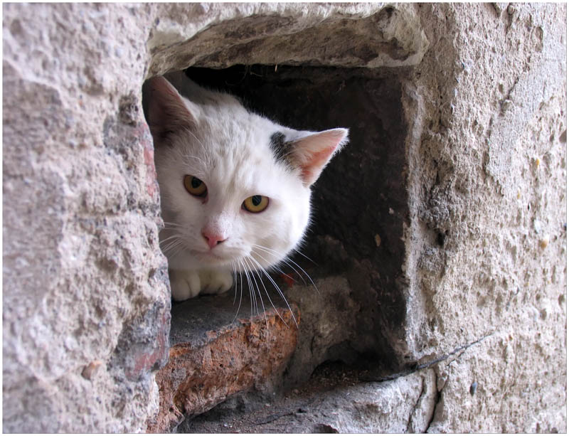 Fenster mit Ausblick Foto &amp; Bild tiere, haustiere