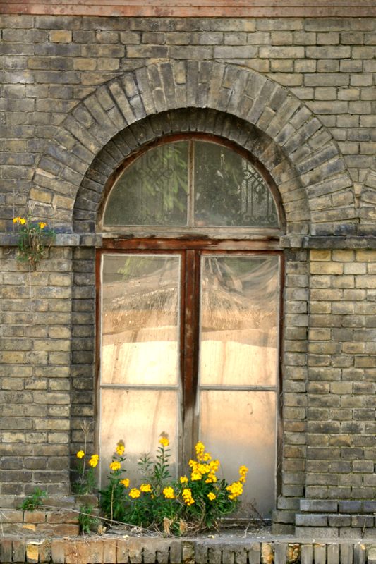 Fenster mit Aussengrün