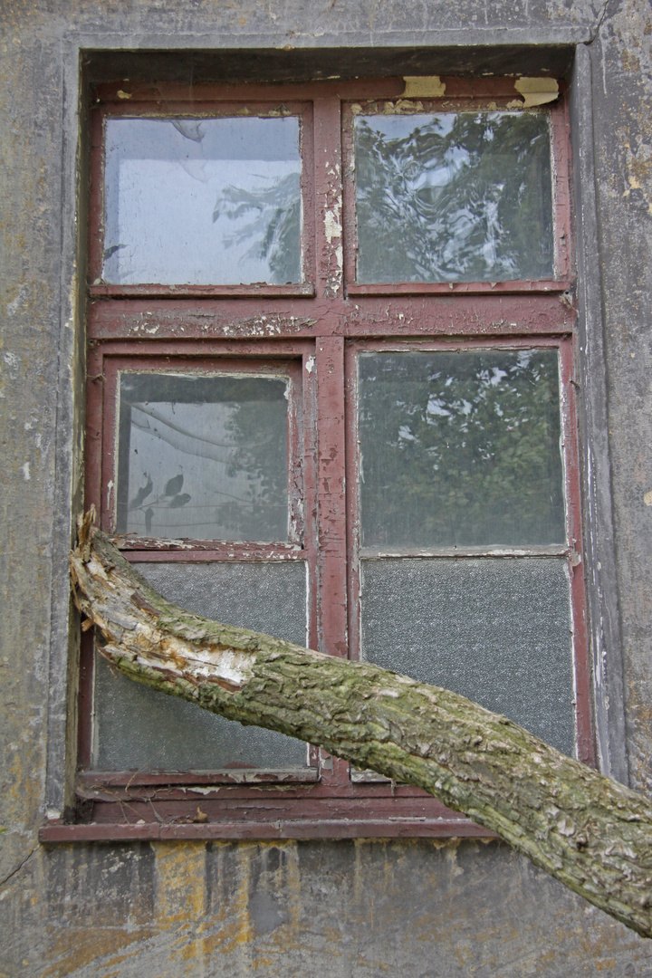Fenster mit Baum