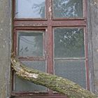 Fenster mit Baum