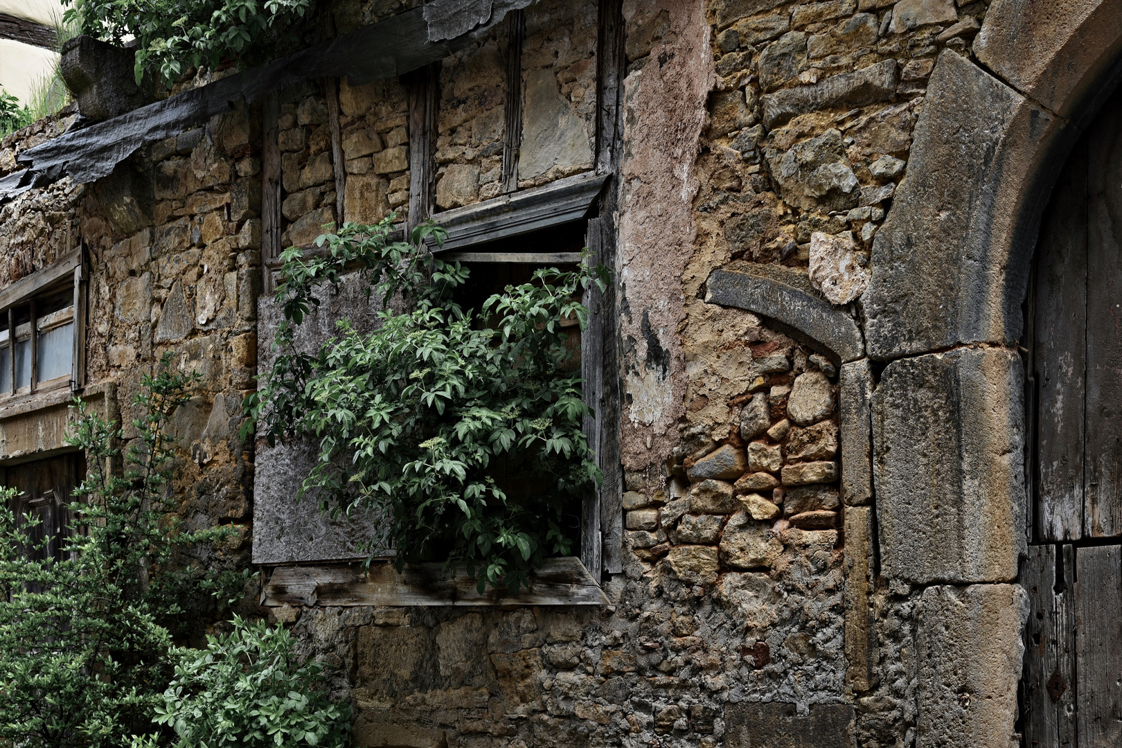 Fenster mit Baum