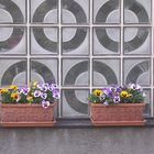 Fenster mit Blumen