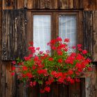 Fenster mit Blumen