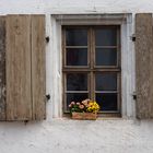 Fenster mit Blumen II