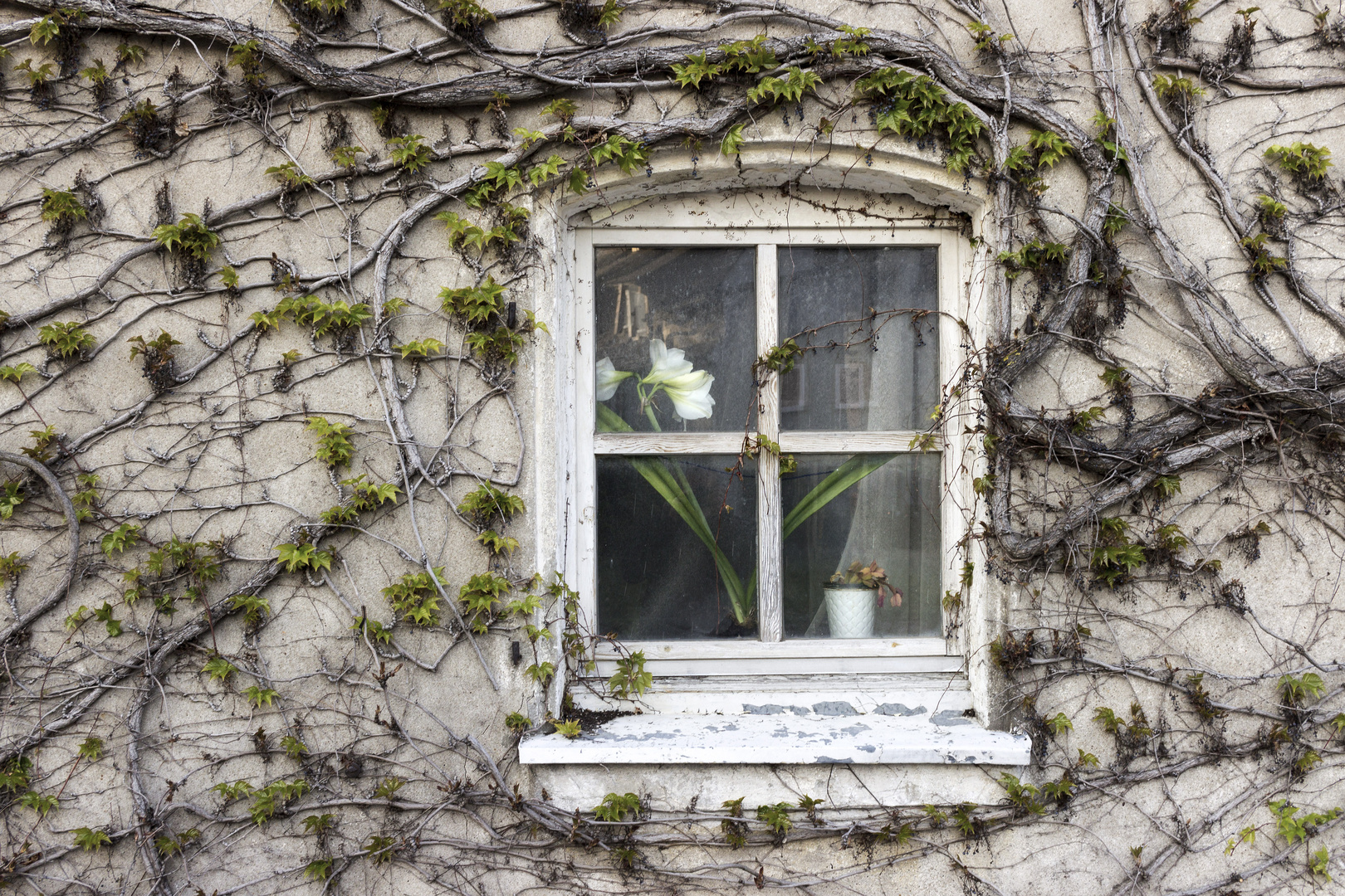 Fenster mit Blumentopf