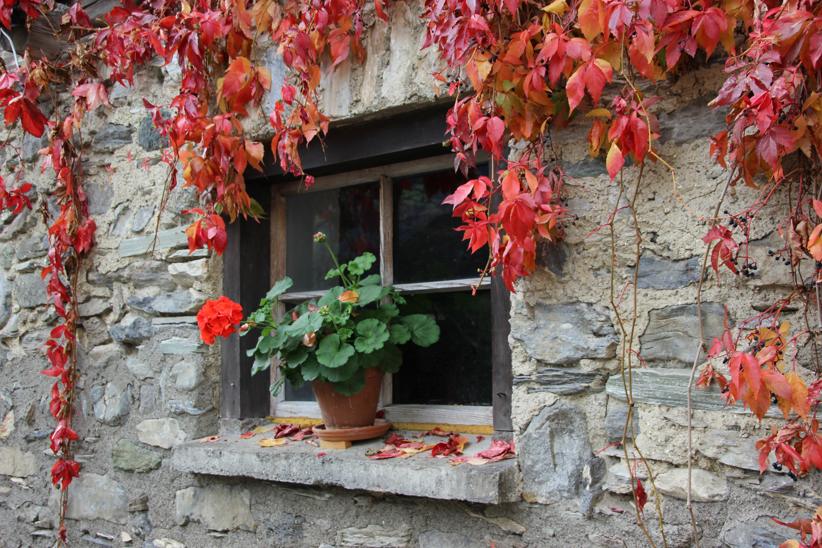 Fenster mit Blumestock