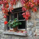 Fenster mit Blumestock