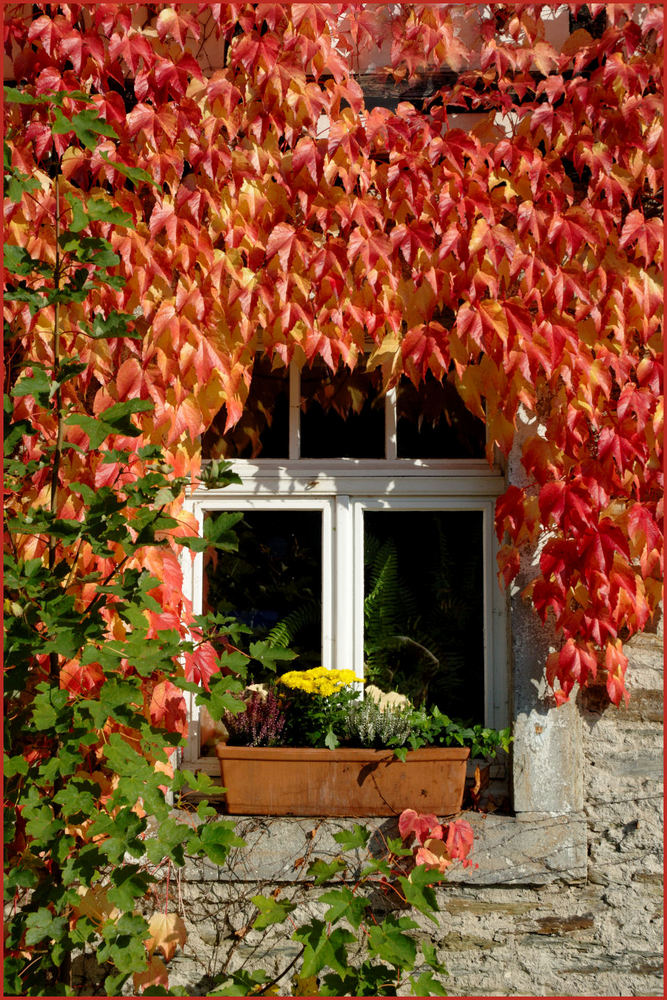 Fenster mit herbstlichem Weinlaub